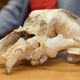The recently discovered cave bear skull.